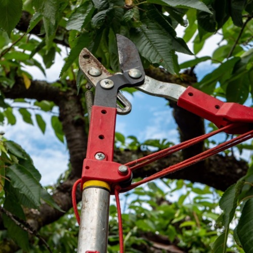 Sommerschnitt bei Obstb&auml;umen