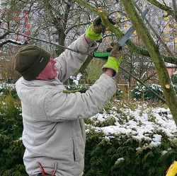 Obstbaumschnitt im Rosengarten
