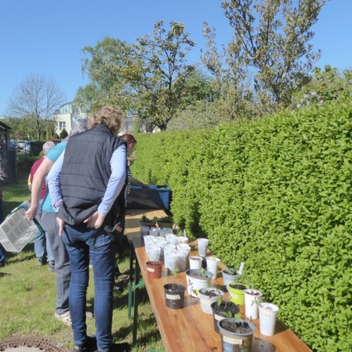 Pflanzen gehen von Hand zu Hand im Gartenland