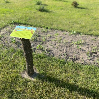 Insektenwiese