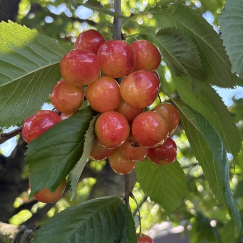 Verbot des Verkaufs von Erzeugnissen aus dem Kleingarten