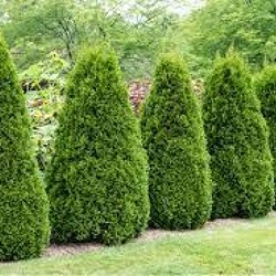 Nadelgehölze (Koniferen, Thuja etc.)