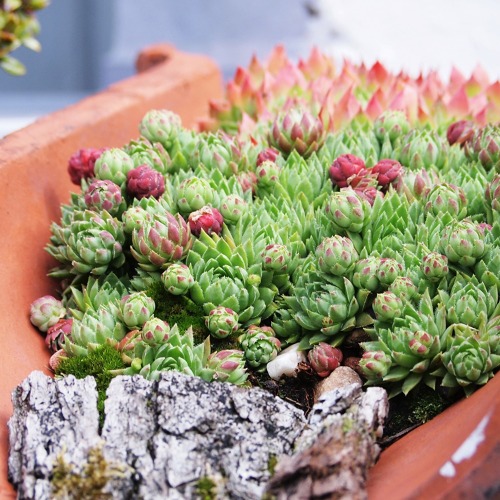 Pflanzb&ouml;rse von Sch&ouml;neres Velber e.V.