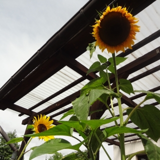 Sch&ouml;nes Motiv ?