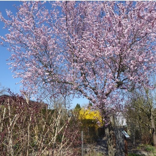 Fr&uuml;hlingseinzug am Kienberg