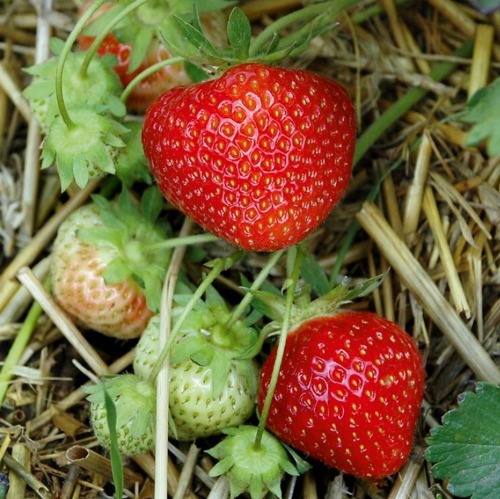 🍓 Erdbeeren erfolgreich im Garten anbauen 🍓