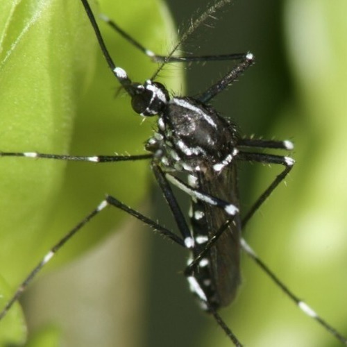 Informationen zur Asiatischen Tigerm&uuml;cke