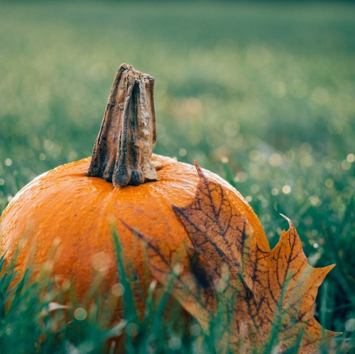 Das PHÖNIX Herbstfest & Halloween-Basteln 2025
