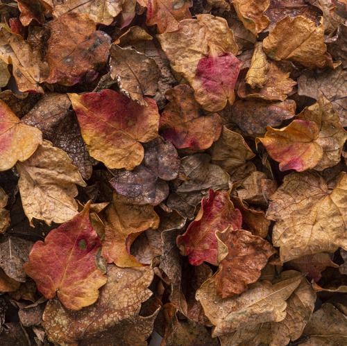 Laub ist das Gold des Herbstes!