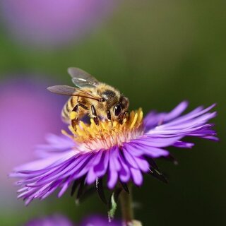 KGA Ernst-Ludwig-Heim e.V.