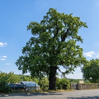 KGV "An der großen Eiche" e.V.