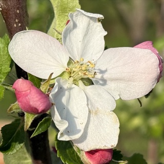 Kleingärtner-Verein Meine e.V.