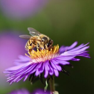 KGV Bruchwische Wolfsburg-Wendschott e.V.