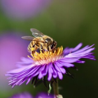 Gartenverein "Am Kirschberg" e.V.