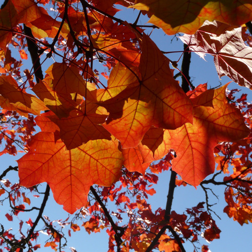 Herbstfest