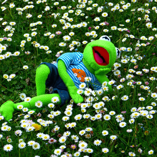 Pfingst- und M&uuml;hlenfest in der M&ouml;nchm&uuml;hle