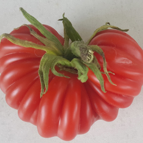 2. gro&szlig;e Tomatenverkostung in Reinickendorf
