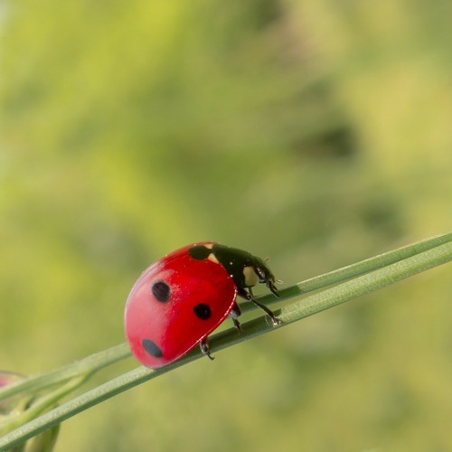 Gartenbegehung