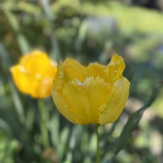 Westgohliser Gartenkolonie 1921 e.V.