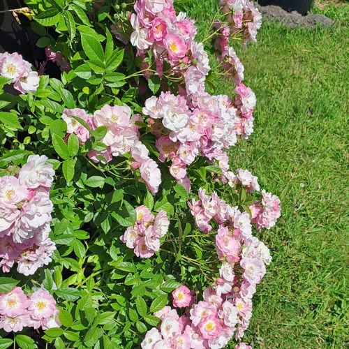 Rosen im Garten - Pflege und Schnitt