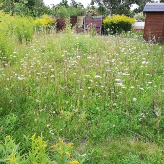 Unsere Bienenwiese