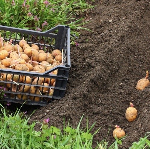 Kartoffeln legen oder setzen &ndash; so geht&rsquo;s