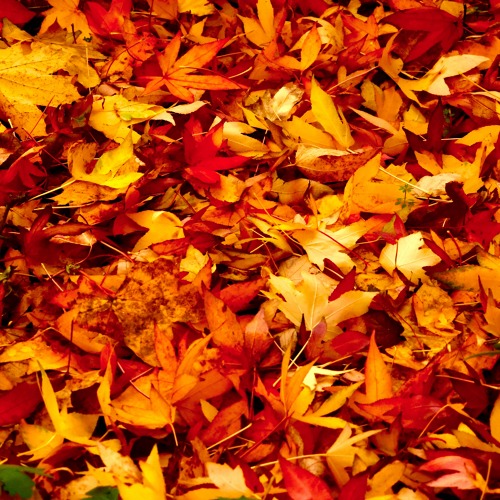 Gartentipps f&uuml;r den Monat November