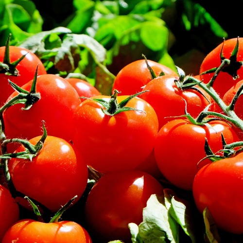 Tomaten - auss&auml;en, pikieren und pflanzen