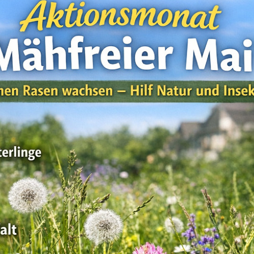 Aktionsmonat &bdquo;M&auml;hfreier Mai&ldquo; &ndash; Mach mit und zeig uns deine wilde Wiese!