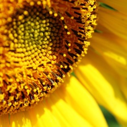 Bienenfreundliche Pflanzen für eine blühende Zukunft