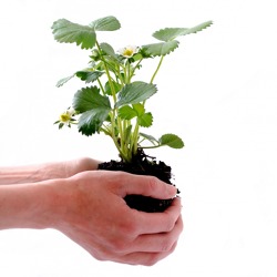 Die Gartenfibel des BMEL - Ein Leitfaden für grüne Oasen und blühende Vielfalt