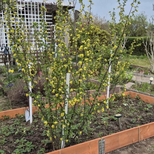 Garten 159 S&uuml;danlage
