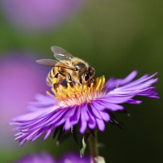 KGV ,,An der Biethe" e.V. Ro&szlig;lau