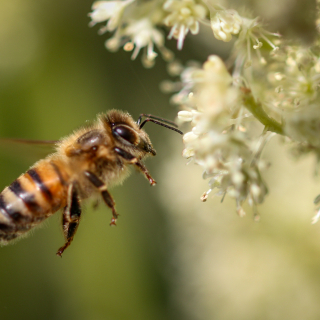 Honigbiene