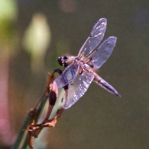 Unterschlupf für Libellen - ein Plädoyer für den Gartenteich