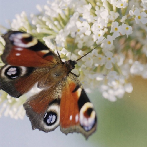 Schmetterlinge schützen