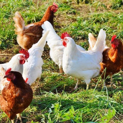 Tierhaltung im Kleingarten: Ein Thema mit Potenzial – Ihre Meinung ist gefragt!