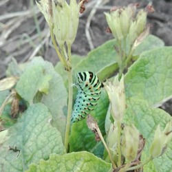 Wir bauen mit Kindern ein Insektenhotel f&uuml;r ihren Kinderschrebergarten