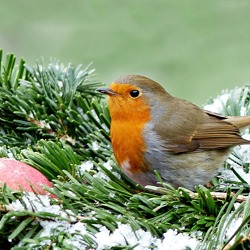 Vogel F&uuml;tterung&nbsp;