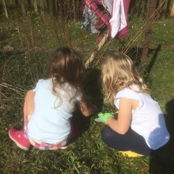 Kinden pflanzen f&uuml;r Ihren Garten